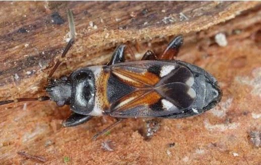 elm seed bug