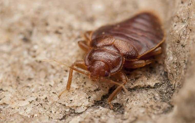 bed bug up close