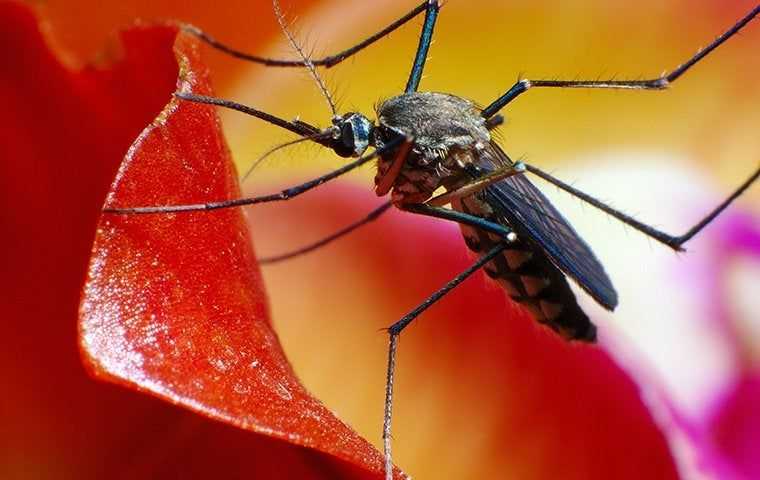 mosquito on flower