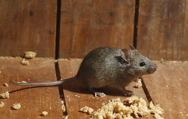 a mouse in a kitchen