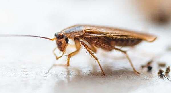 a german cockroach crawling in a kitchen