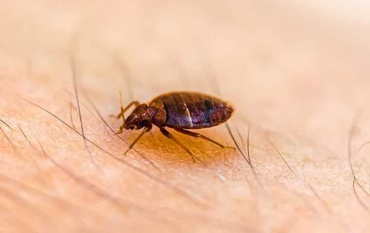 a bed bug crawling on human skin